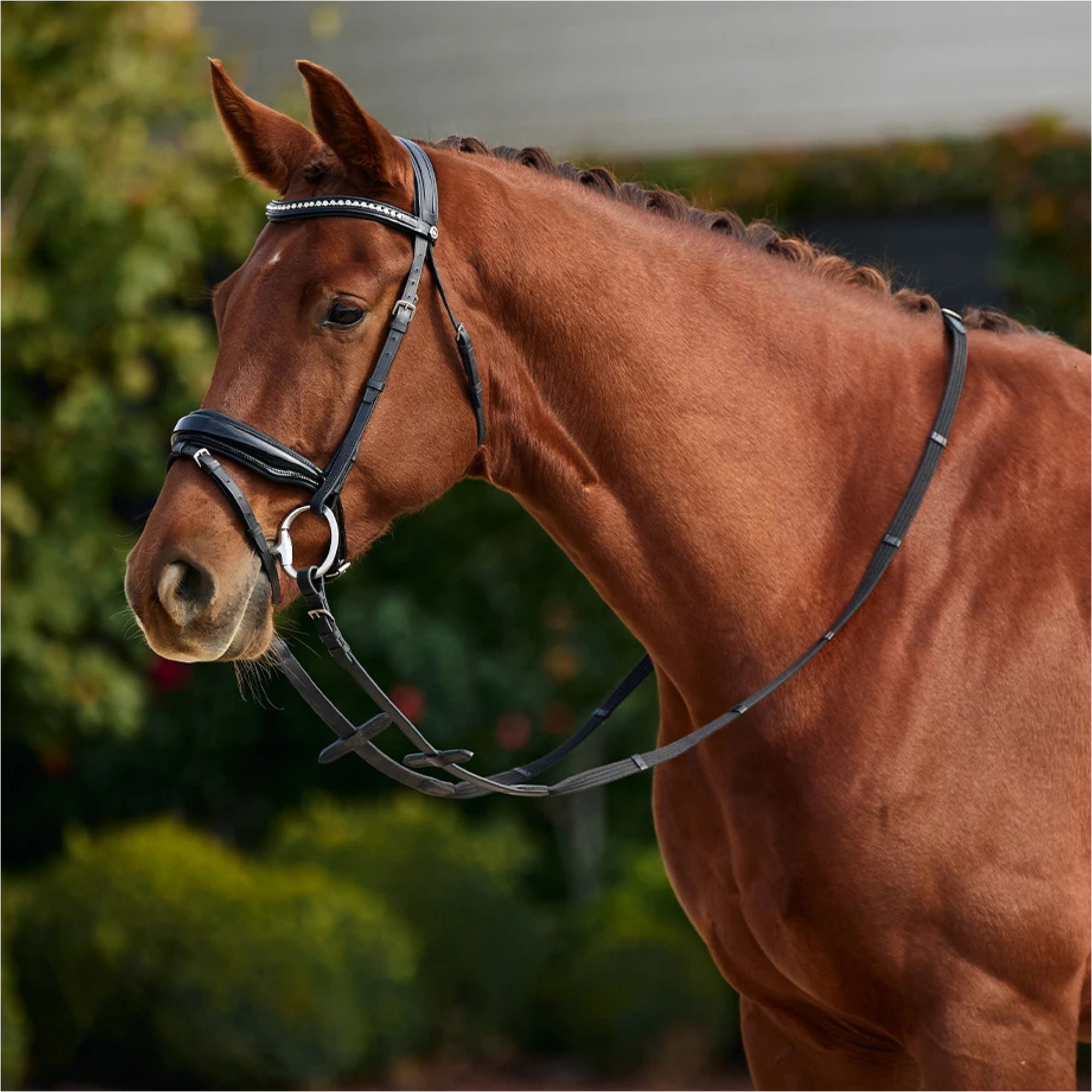 2026 Dublin Padded Comfort Crown Patent Flash Bridle 1031499 - Black